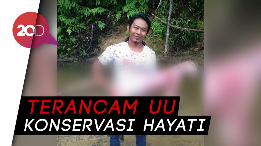 Miris! Warga Kuliti Macan Dahan yang Dilindungi