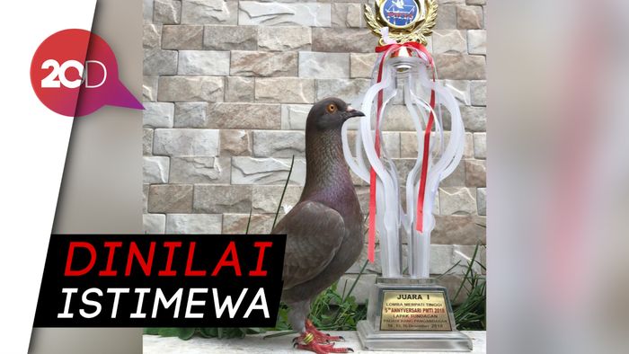 Aksi Jayabaya, Merpati Berharga Rp 1 Miliar!