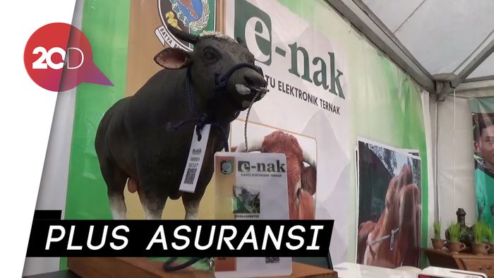 Sapi di Banyuwangi Punya KTP