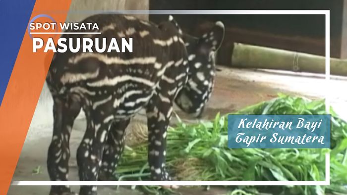 Kelahiran Bayi Tapir Sumatera di Pasuruan