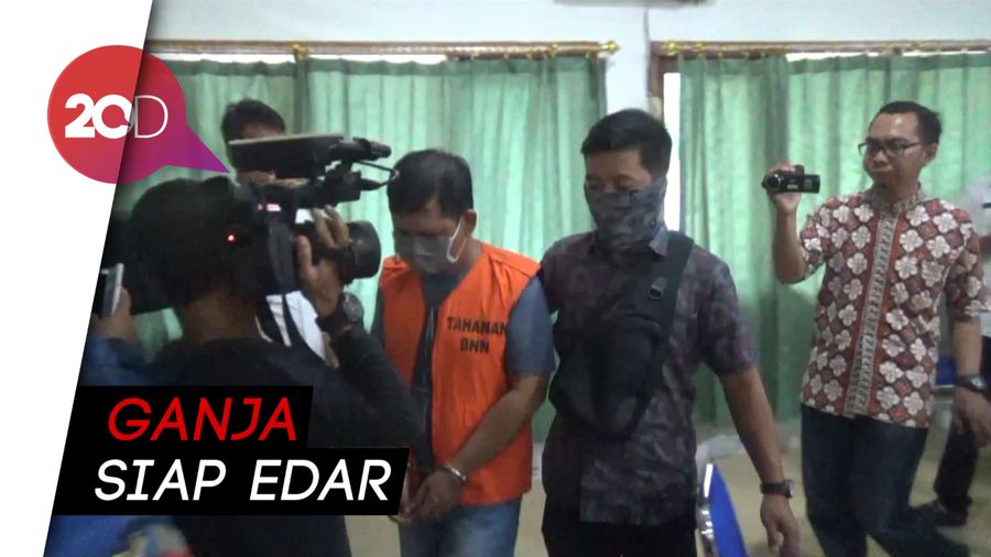 Penyelundupan 14 Kg Ganja Berhasil Digagalkan BNN Jambi!