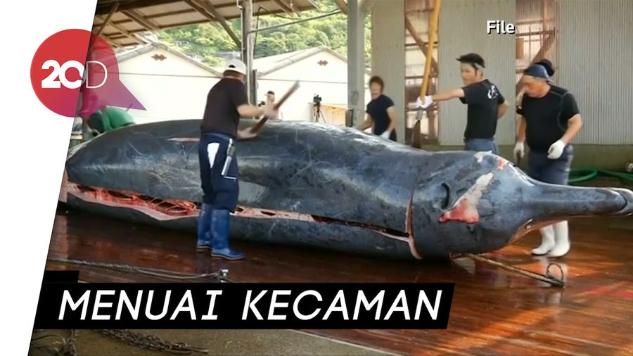 Setelah 31 Tahun, Jepang Kembali Berburu Paus Secara Komersial