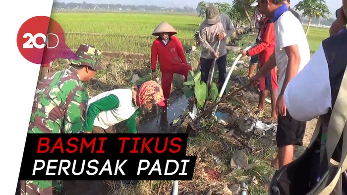 Tikus Merebak, Petani dan TNI di Tulungagung Gelar Gropyokan
