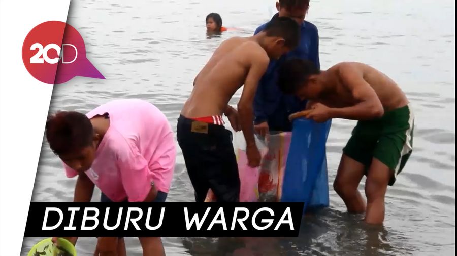 Banjir Ikan Seribu di Pesisir Pantai Mamuju Tengah