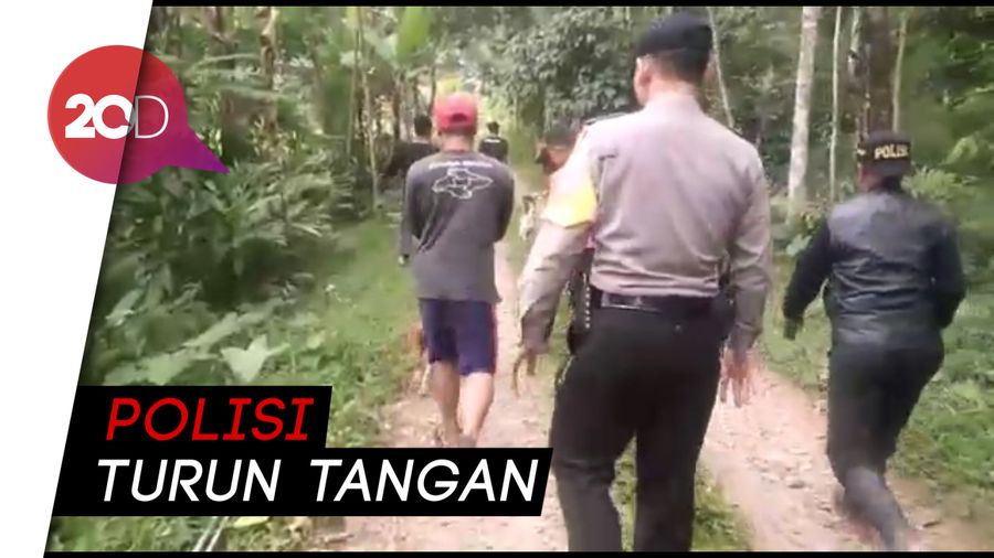 Perburuan Besar-besaran Babi Hutan yang Tewaskan 1 Orang di Banyumas