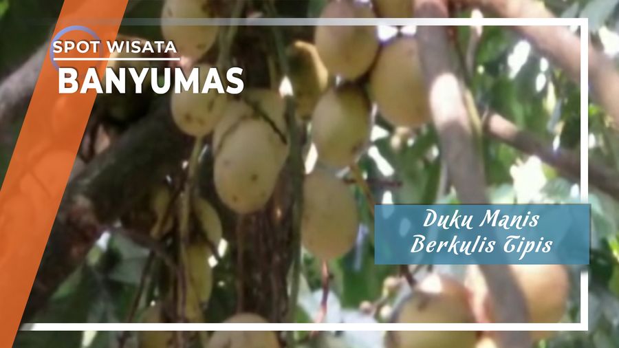 Duku Manis Berkulit Tipis Banyumas