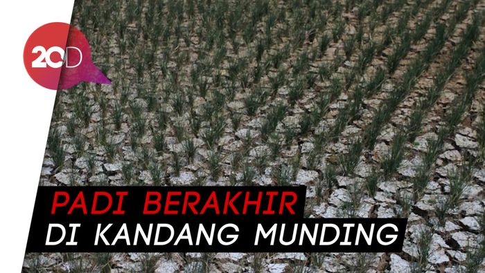 Hiks! 100 Hektare Sawah di Cianjur Kering, Petani Gagal Panen