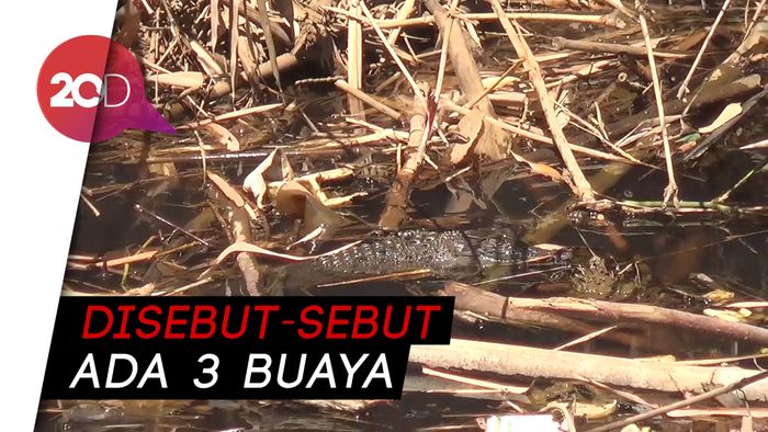 Kemunculan 3 Buaya Muara di Sungai Hebohkan Warga Pekalongan