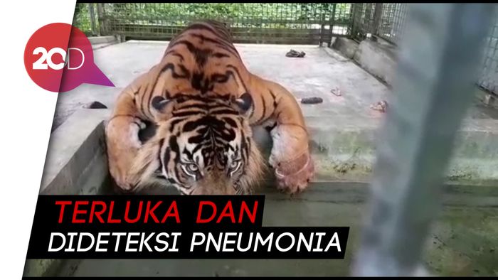 Nasib Harimau Inung Rio: Dijerat Pemburu, Mati Saat Dirawat