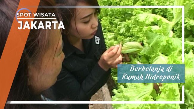 Berbelanja Di Rumah Hidroponik Jakarta