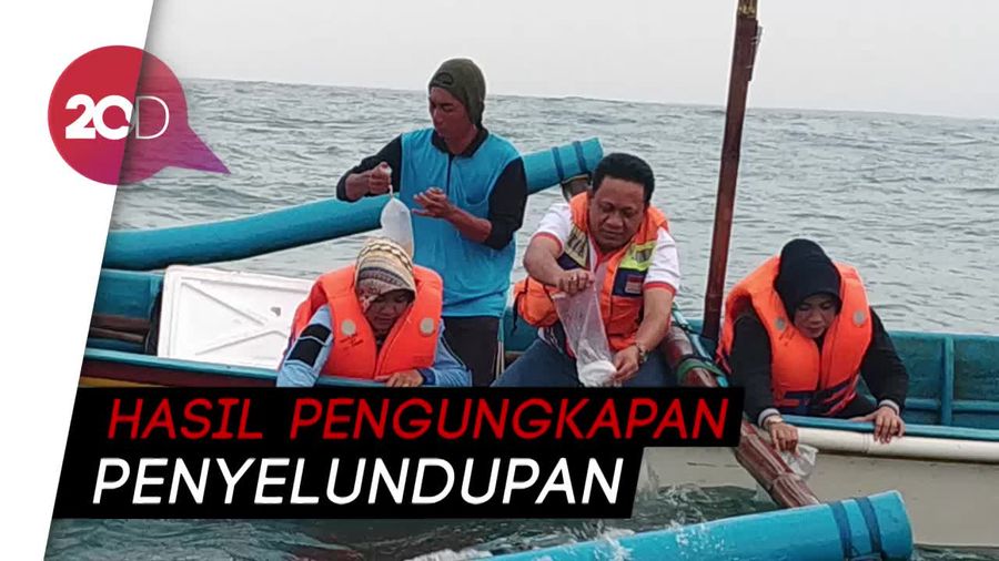 Belasan Ribu Benur Lobster Dilepasliarkan di Pacitan