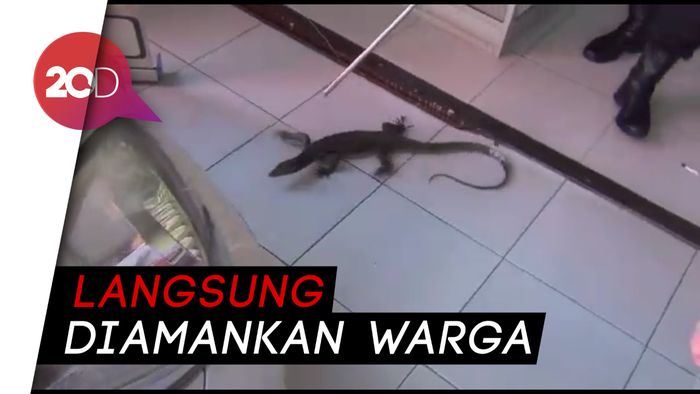 Heboh saat Biawak Berlarian di Rumah Makan 