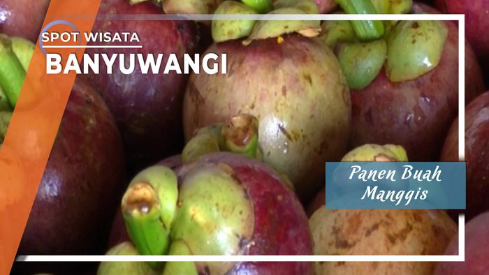 Panen Buah Manggis Banyuwangi 