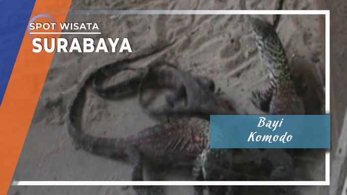 Bayi Komodo Surabaya
