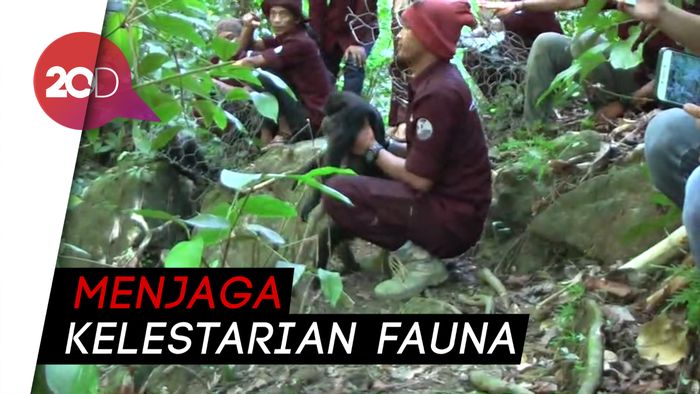 12 Satwa Dilindungi Dilepasliarkan di Mamuju