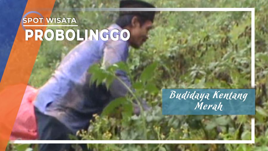 Budidaya Kentang Merah Probolinggo