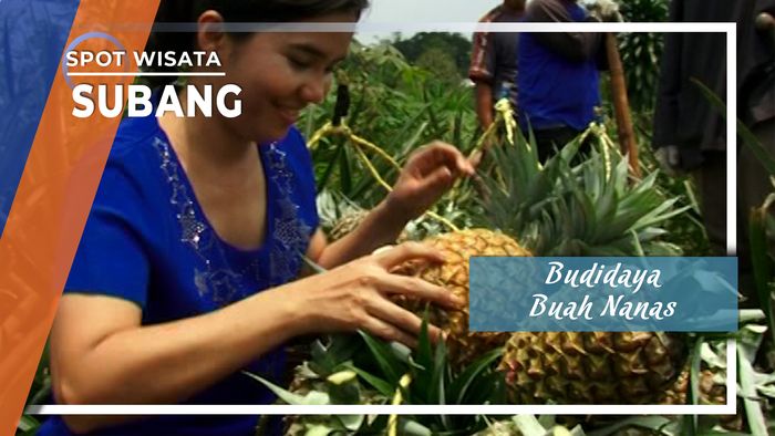Budidaya Buah Nanas Subang 