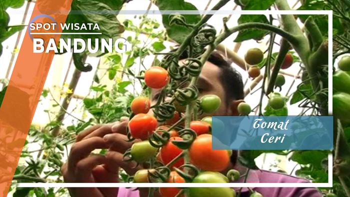Tomat Ceri Bandung
