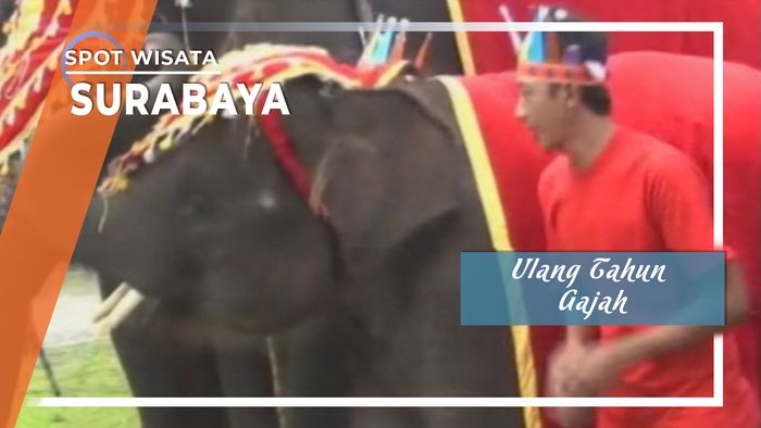 Ulang Tahun Gajah Surabaya