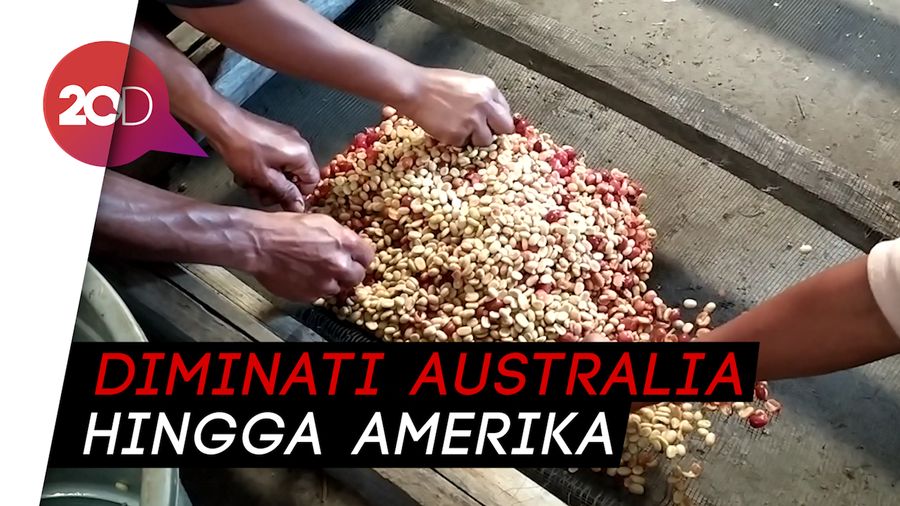 Melihat Langsung Proses Pembuatan Kopi Bajawa yang Mendunia