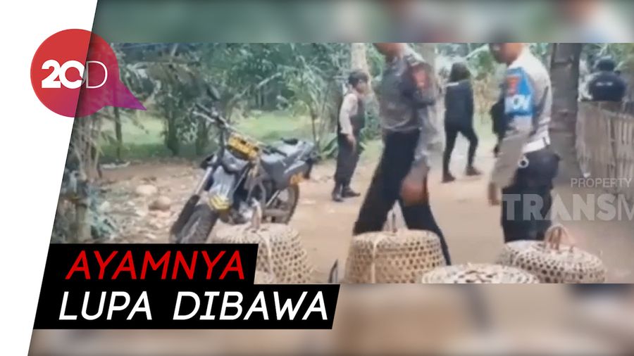 Pejudi Sabung Ayam Kocar Kacir Digerebek Polisi