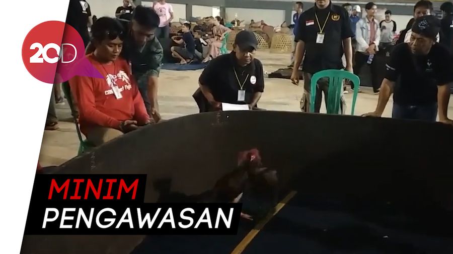 Waduh! SOR di Garut Jadi Tempat Sabung Ayam