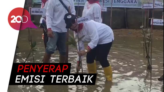Mitigasi Perubahan Iklim, Ibu PKK di Sultra Tanam 5 Ribu Mangrove