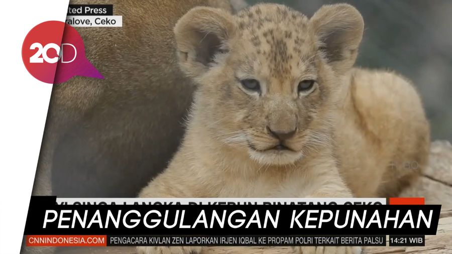 Terancam Punah, 2 Bayi Singa Dirawat di Kebun Binatang Dvur Kralove  Ceko 