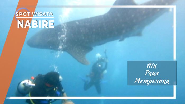 Hiu Paus Teluk Cendrawasih Nabire 
