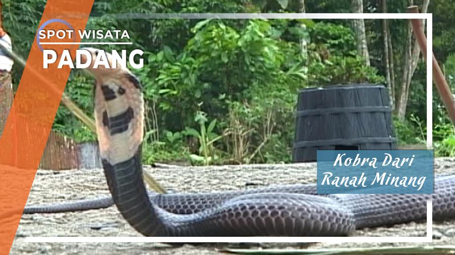 Kobra Dari Ranah Minang, Padang