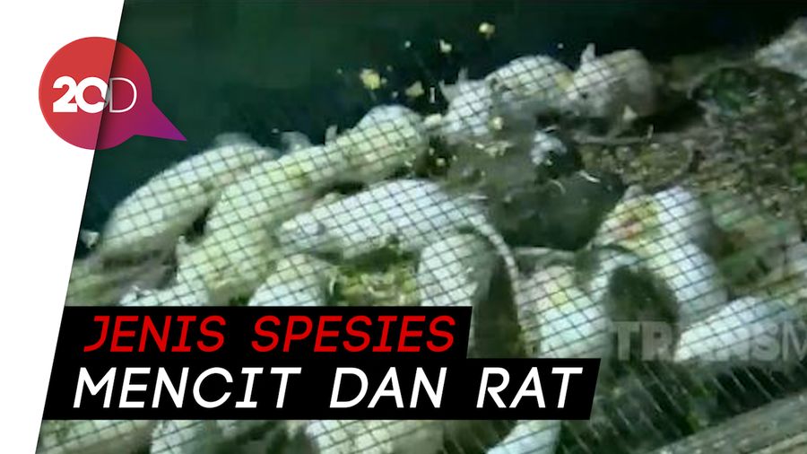 Berkat Ternak Tikus, Pria Ini Raih Omzet Jutaan Rupiah