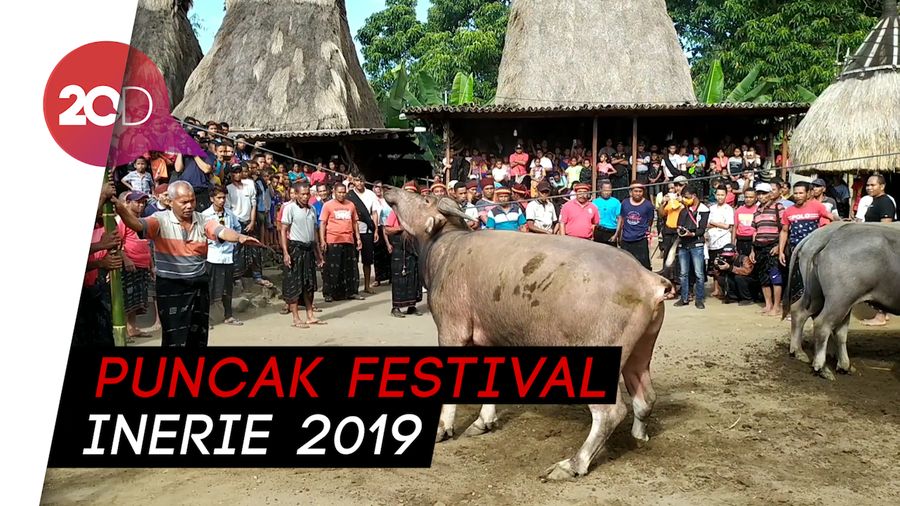 Noza Kaba, Pemotongan Kerbau di Upacara Ka Sao Tololela
