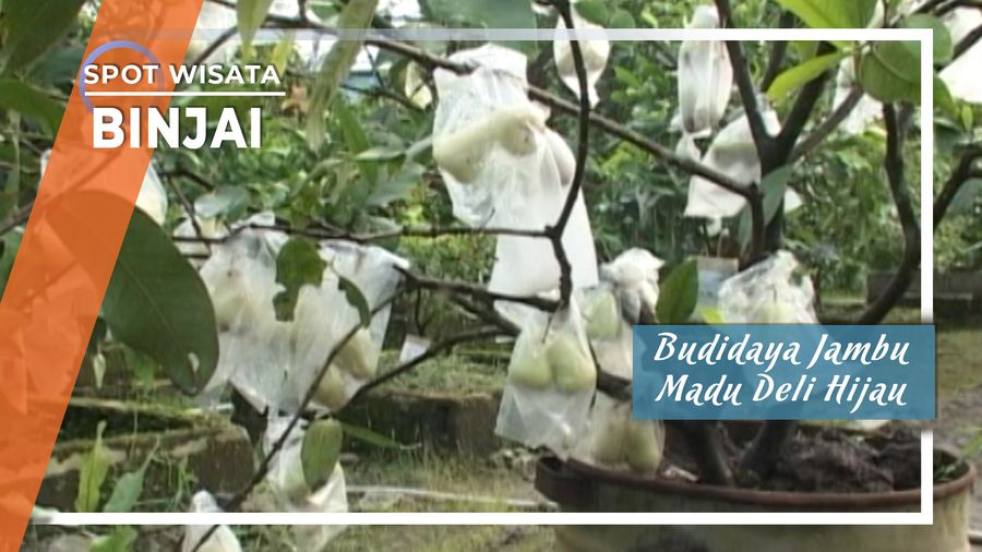 Budidaya Jambu Madu Deli Hijau, Binjai  