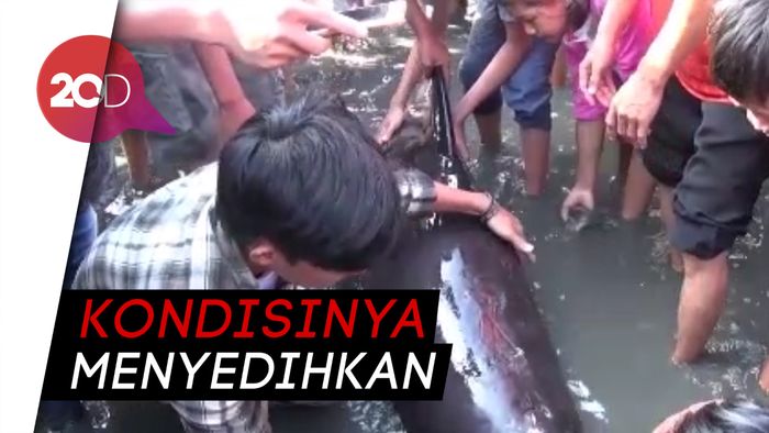 Terdampar di Pantai Binuang, Lumba-lumba Ini Terluka