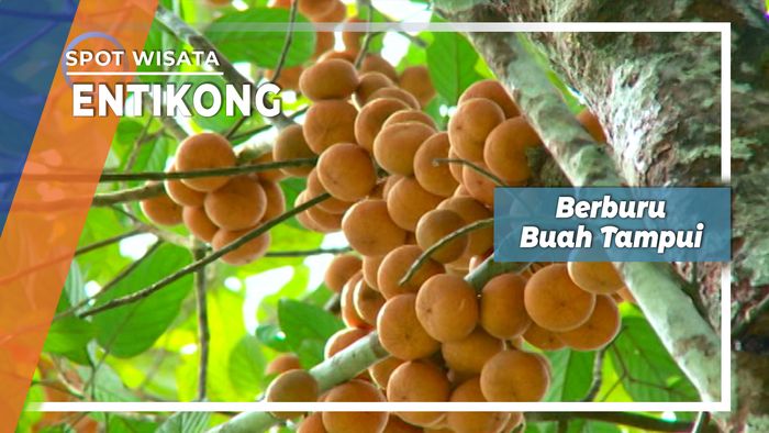 Tampui, Buah Hutan Yang Hampir Punah Di Sanggau Entikong 
