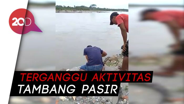 Buaya yang Ditangkap di Permukiman Pasangkayu Dilepasliarkan