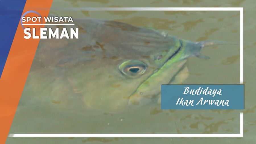 Budidaya Ikan Arwana Berbah Sleman