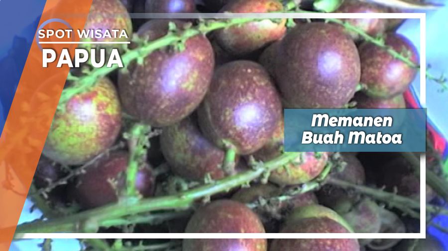 Panen Matoa Buah Manis dari Brazo Jayapura  