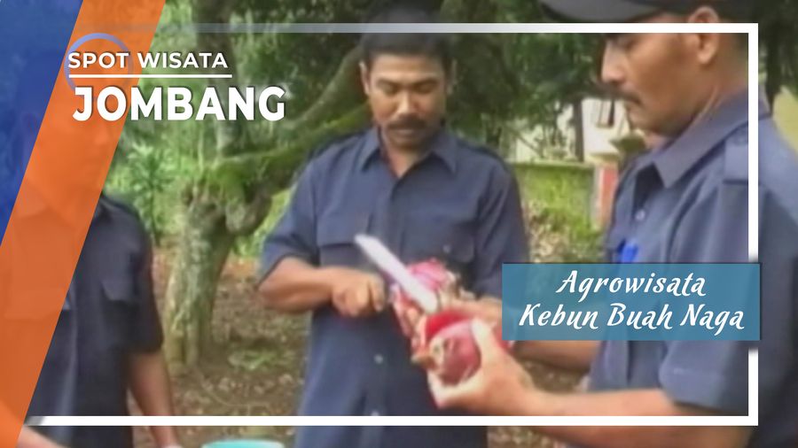Buah Naga di Perkebunan Panglungan Wonosalam Jombang