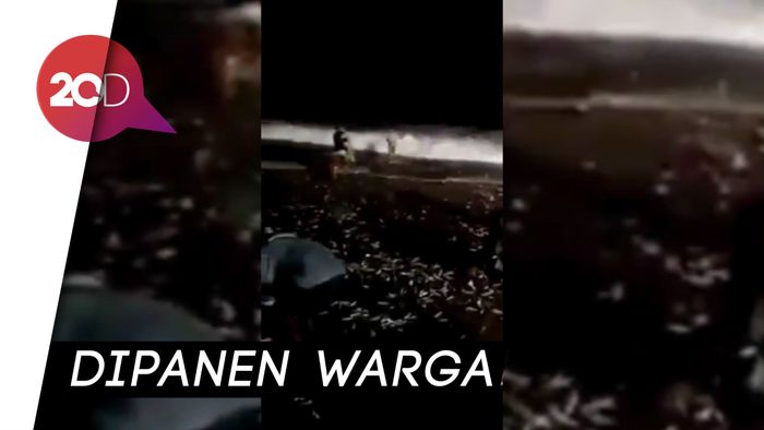 Banyak Ikan Terdampar di Pinggir Pantai Sebelum Gempa Bali