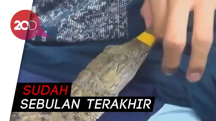 Kawanan Buaya Hantui Warga Bogor
