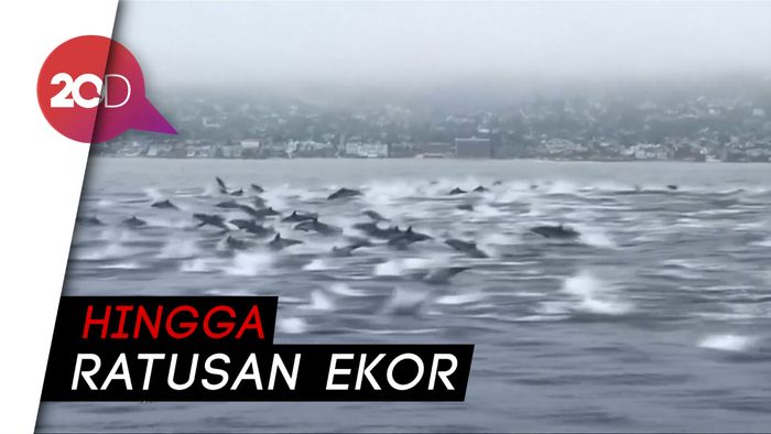 Sekawanan Besar Lumba-lumba di Lepas Pantai California