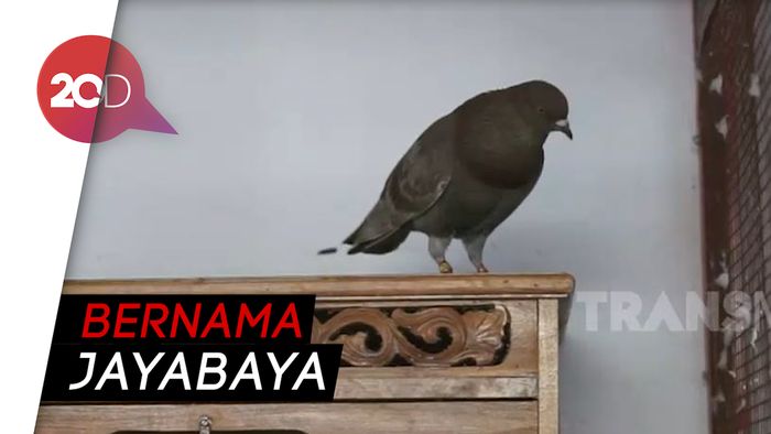Wow! Pria Asal Depok Ini Punya Burung Merpati Seharga Rp 1 M