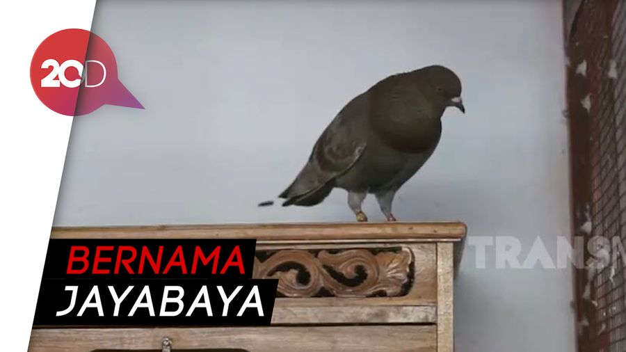 Wow! Pria Asal Depok Ini Punya Burung Merpati Seharga Rp 1 M