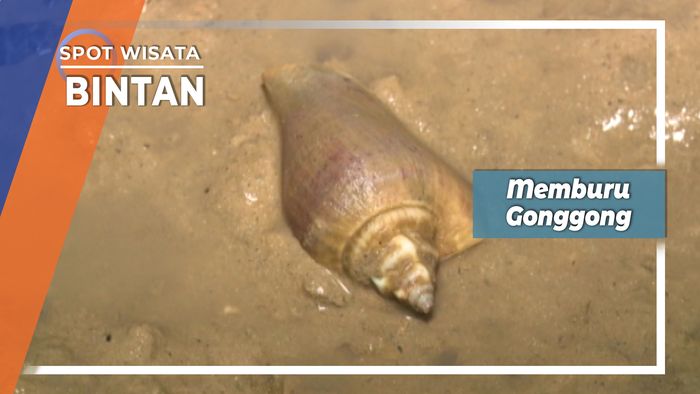 Memburu Gonggong Bintan