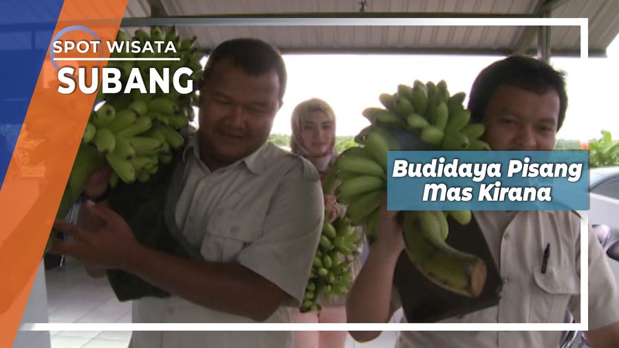 Pisang Mungil Nan Cantik Dari PTPN VIII Subang