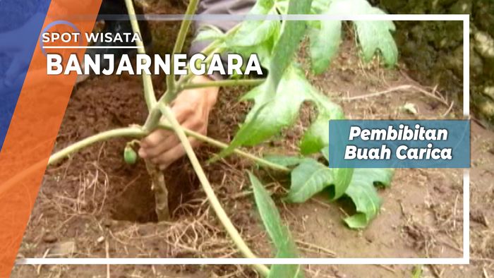 Pembibitan Carica , Si Pepaya Gunung Dari Dataran Tinggi Dieng