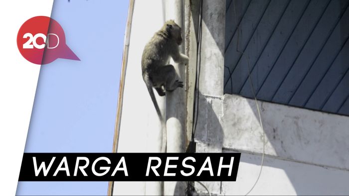 2 Monyet Bersarang di Plafon Showroom Mobil, Damkar Turun Tangan