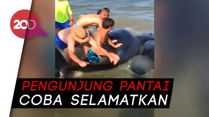 Sekawanan Paus Pilot Terdampar