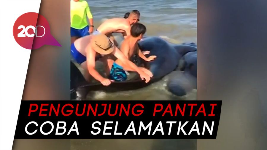 Sekawanan Paus Pilot Terdampar